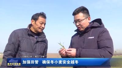 加强田管 确保冬小麦安全越冬