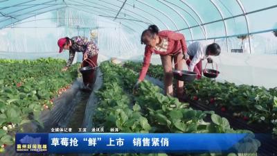 草莓抢“鲜”上市 销售紧俏