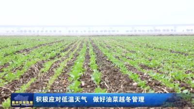 积极应对低温天气做好油菜越冬管理