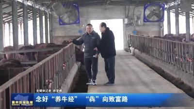 念好“养牛经” “犇”向致富路