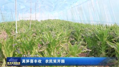 莴笋喜丰收 农民笑开颜