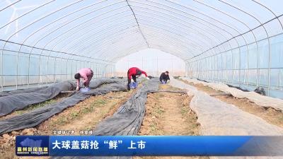 大球盖菇抢“鲜”上市
