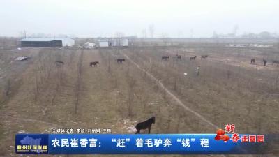 农民崔香富:“赶”着毛驴奔“钱”程