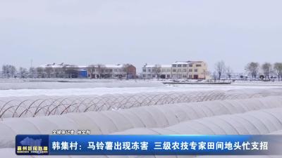 韩集村：马铃薯出现冻害 三级农技专家田间地头忙支招