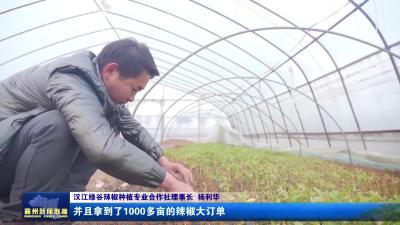 退役军人变身“辣椒大王” 带头过红火日子