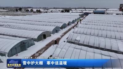 雪中护大棚 寒中送温暖