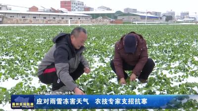 应对雨雪冻害天气   农技专家支招抗寒