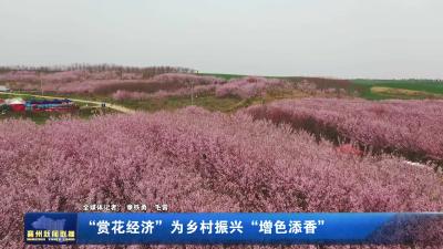 “赏花经济”为乡村振兴“增色添香”