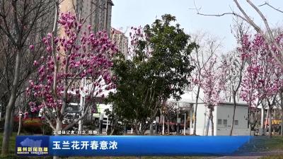 玉兰花开春意浓