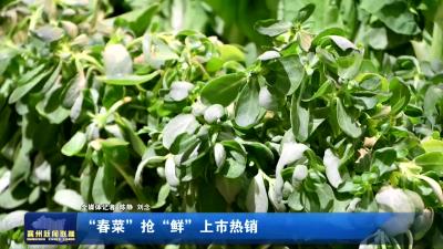 “春菜”抢“鲜”上市热销
