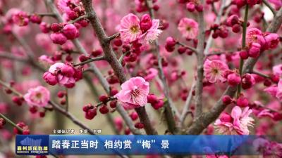 踏春正当时 相约赏“梅”景