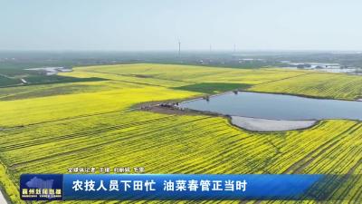 农技人员下田忙 油菜春管正当时