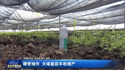 精管细作 大球盖菇丰收增产