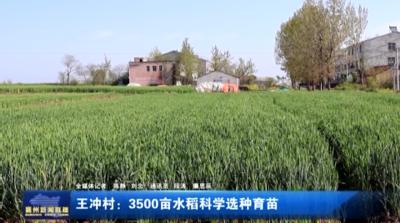 王冲村:3500亩水稻科学选种育苗