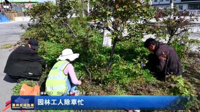 园林工人除草忙