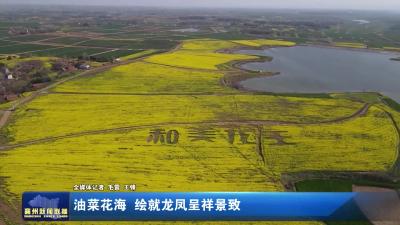油菜花海  绘就龙凤呈祥景致