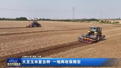大豆玉米复合种  一地两收保粮安