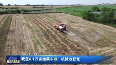我区6.1万亩油菜丰收 机械收获忙