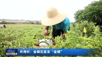 许湾村：金银花里采“金银”
