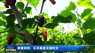 黄集胡岗：乐享桑葚采摘时光