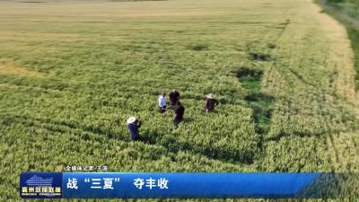 战“三夏”  夺丰收