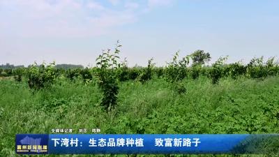 下湾村：生态品牌种植  致富新路子