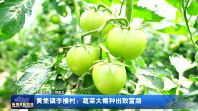 黄集镇李楼村：蔬菜大棚种出致富路