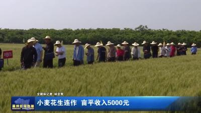 小麦花生连作  亩平收入5000元