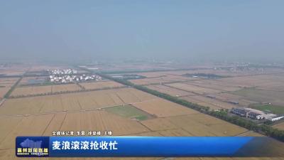 麦浪滚滚抢收忙