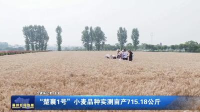 “楚襄1号”小麦品种实测亩产715.18公斤