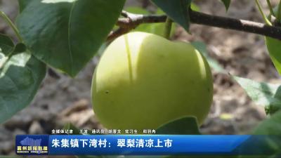 朱集镇下湾村：翠梨清凉上市