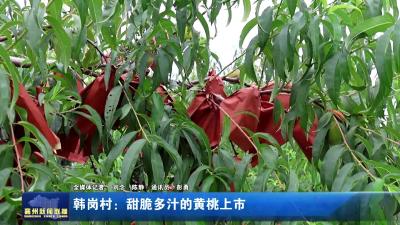 韩岗村：甜脆多汁的黄桃上市