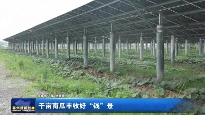 千亩南瓜丰收好“钱”景