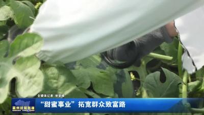 “甜蜜事业”拓宽群众致富路
