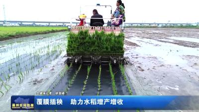 覆膜插秧  助力水稻增产增收