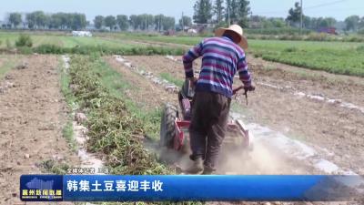 韩集土豆喜迎丰收