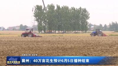 襄州：40万亩花生预计6月5日播种结束