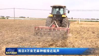 我区8万亩芝麻种植接近尾声