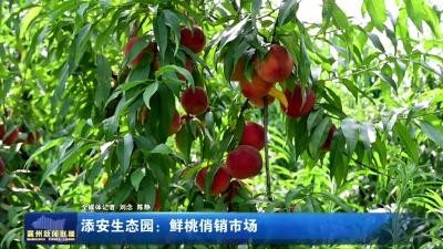 添安生态园：鲜桃俏销市场
