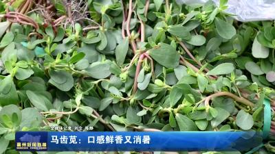 马齿苋：口感鲜香又消暑