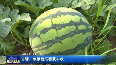 古驿：麒麟西瓜喜获丰收