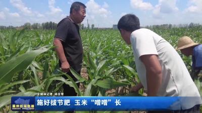 施好拔节肥  玉米“噌噌”长