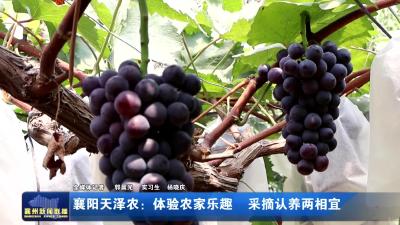 襄阳天泽农：体验农家乐趣 采摘认养两相宜