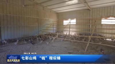 七彩山鸡 “钱”程似锦