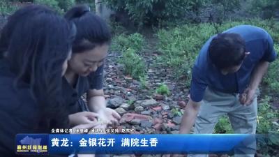 黄龙:金银花开 满院生香