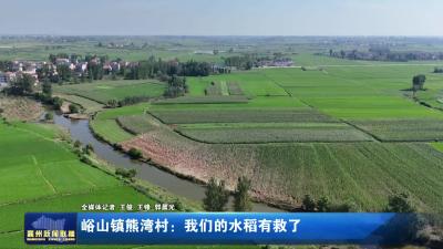 峪山镇熊湾村：我们的水稻有救了