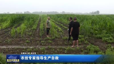 农技专家指导生产自救