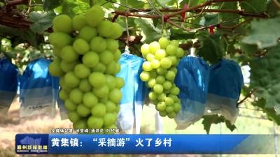 黄集镇：“采摘游”火了乡村