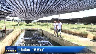 牛蛙奏响“致富曲”