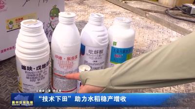“技术下田”助力水稻稳产增收